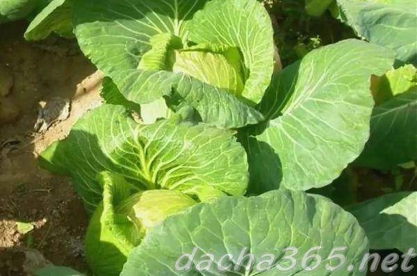 Характеристика капусты белорусская 455, выращивание, сбор и хранение