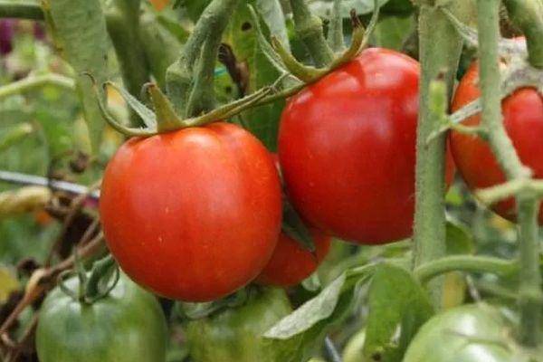 Раннеспелые сорта томатов для открытого грунта