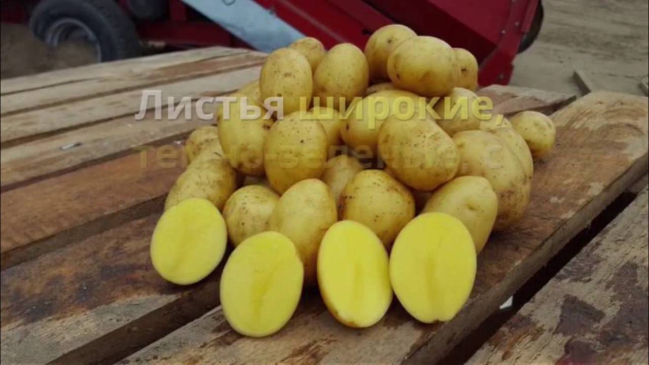 Сорт картофеля гала: характеристика и правила выращивания!