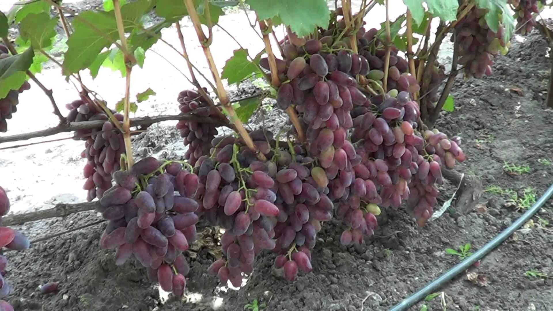Виноград сенатор: характеристика павловского сорта vitis senator, отзывы, описание ягод, полив, подкормка, обрезка