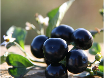 Особенности выращивания ягоды санберри – посадка, размножение, уход и применение