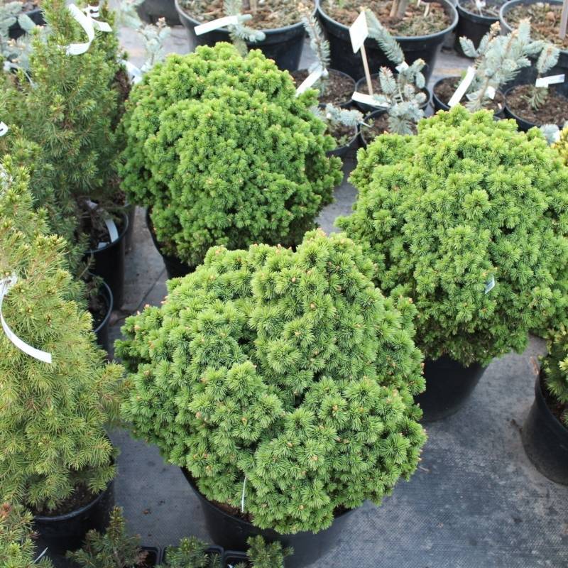 Picea glauca 'alberta globe' википедия