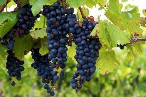 Сорт винограда изабелла: посадка и уход