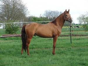 Будённовская порода лошадей: описание, содержание и уход