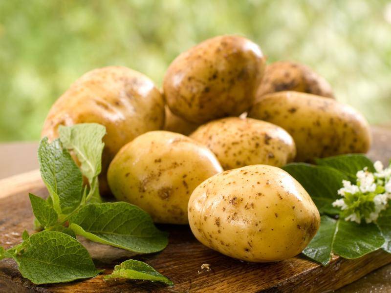 Описание, характеристика и тонкости выращивания картофеля сорта венета