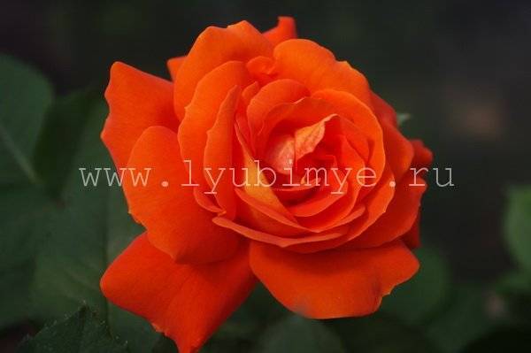 Описание плетистой почвопокровной розы супер дороти: характеристики сорта