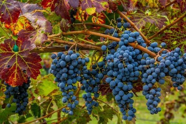 Виноград каберне: описание и характеристики сорта, разновидности, посадка и уход