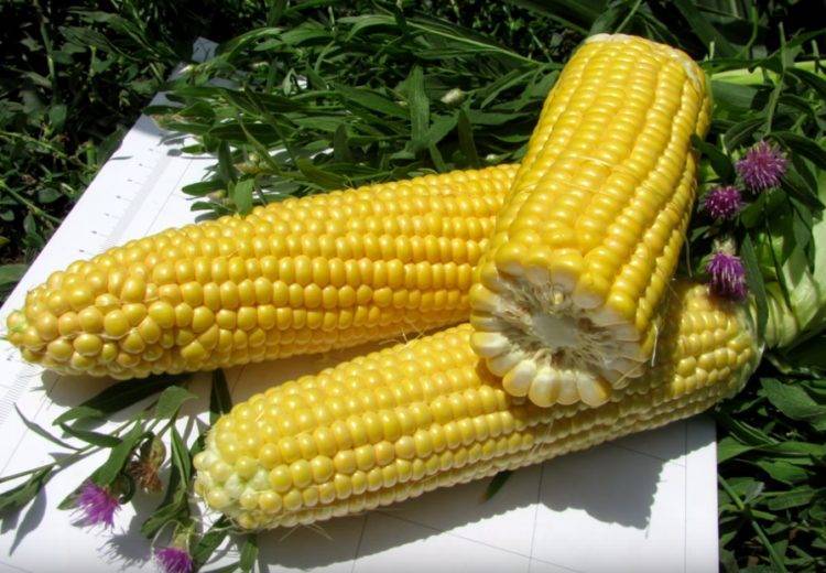Выращивание сахарной кукурузы, описание сортов, и правила ухода