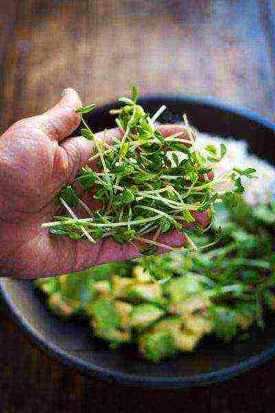 Кресс салат на подоконнике: как выращивать