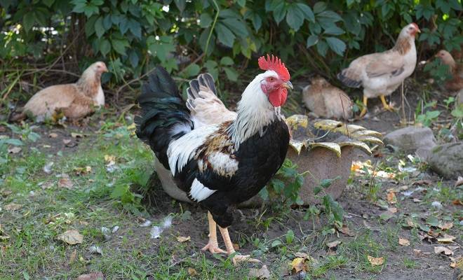 Загорская лососевая порода кур — шкодливая курица