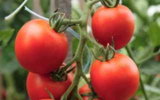 Агротехника и характеристика очень крупного сорта томатов бабушкин секрет