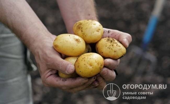 Настоящее лакомство — картофель ласунок: описание сорта, характеристика, фото