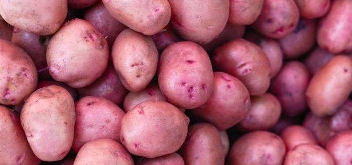 Характеристика сорта картофеля нандина