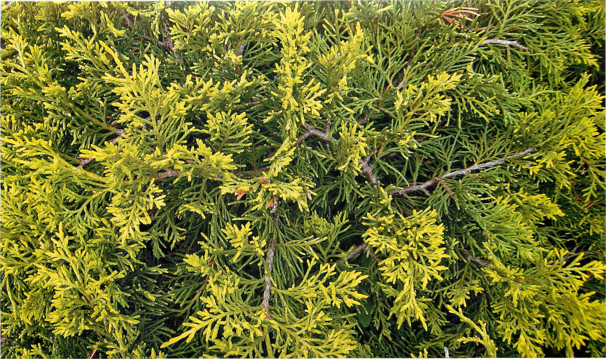 Можжевельник китайский куривао голд (juniperus chinensis kuriwao gold)
