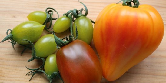 Капризный, но очень вкусный и привлекательный — томат сокровище инков f1: описание сорта и его характеристики