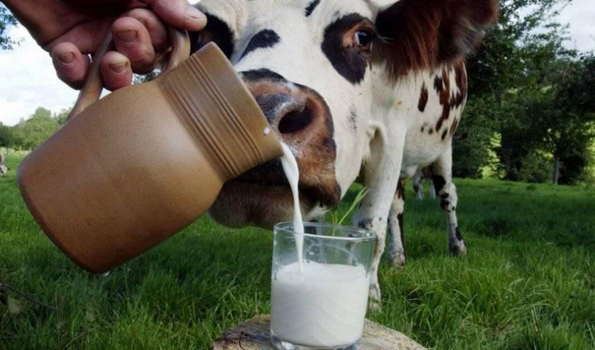 Яловая корова – 7 причин бесплодия крс и способы их решения