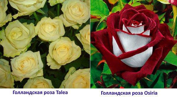 Чайно-гибридная роза Red Naomi (Ред Наоми): фото и описание, отзывы