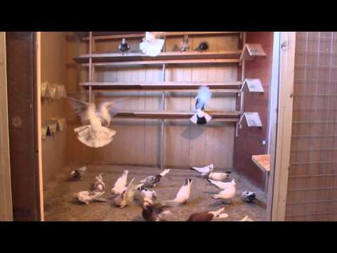 Кавминводские головатые щекатые – красивые и дикие иранские голуби