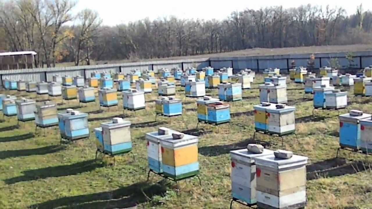 Как купить хороший пчелопакет? | разведение и содержание пчел