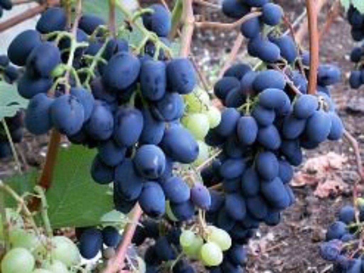Виноград чарли: сорт, названный антрацитом за насыщенный почти чёрный цвет ароматных ягод