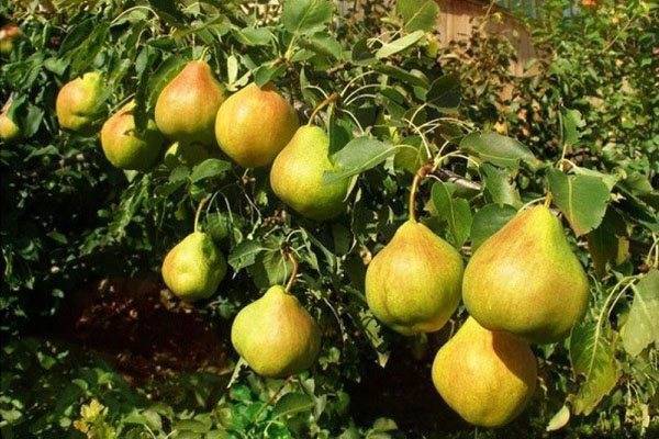 Как выращивать грушу сорта белорусская поздняя