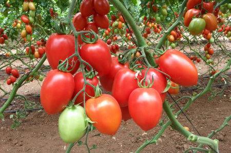 Высокорослые томаты для теплиц: высокоурожайные