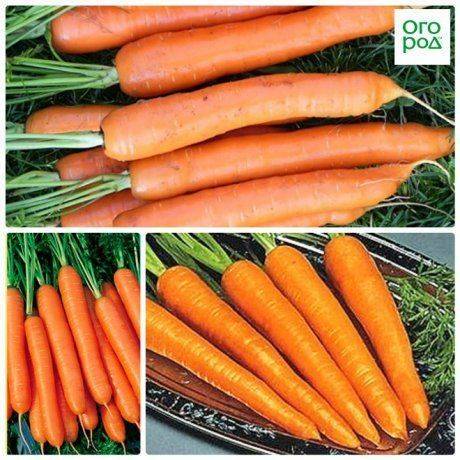 Морковь нантик резистафлай — описание сорта, фото, отзывы, посадка и уход