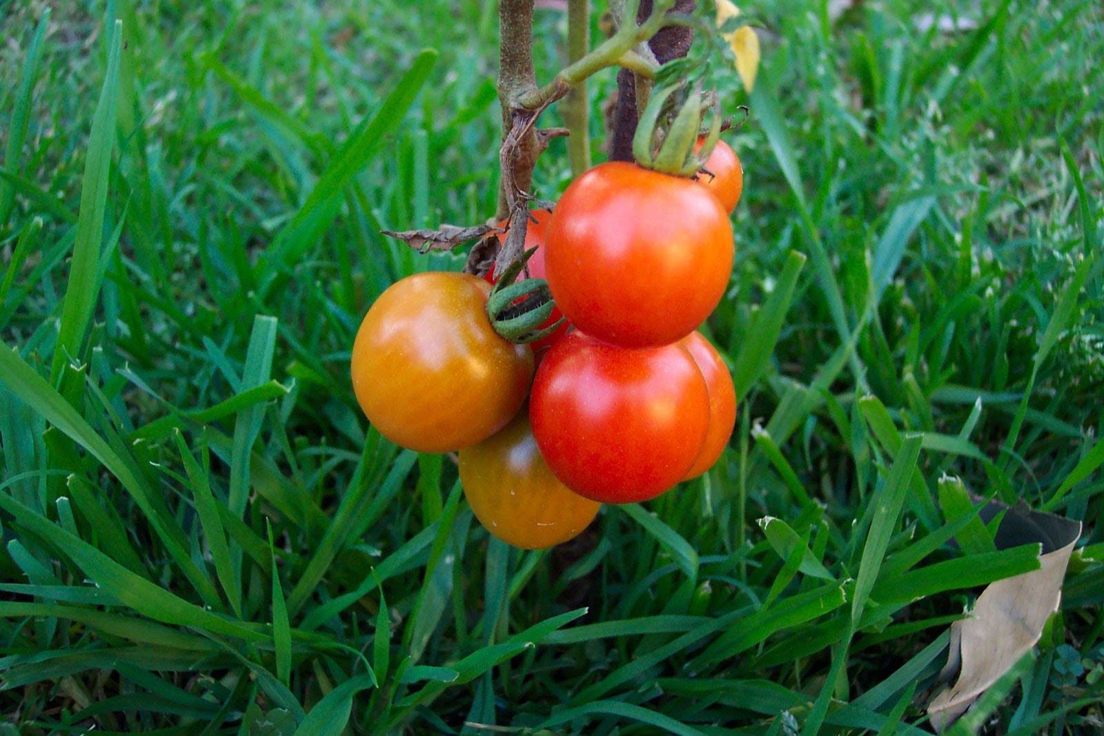 Как прищипывать помидоры — 115 фото, правила и особенности ухода за томатами в парниках и открытом грунте