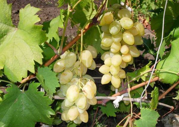 Особенности винограда сорта алекса