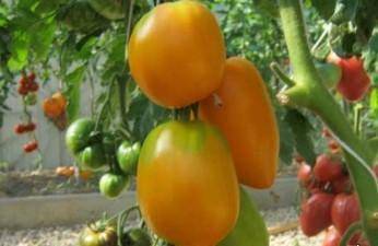 Выращивание томата кенигсберг
