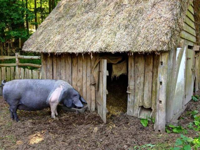 Содержание свиней в домашних условиях и правильный уход