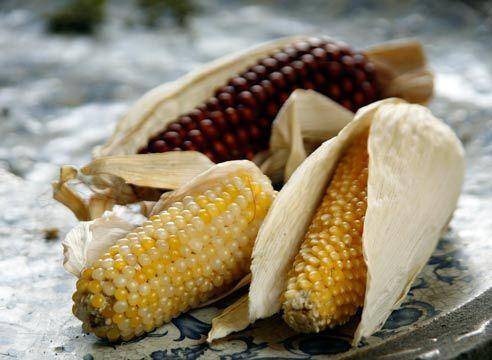 Лучшие сорта кукурузы и их описание