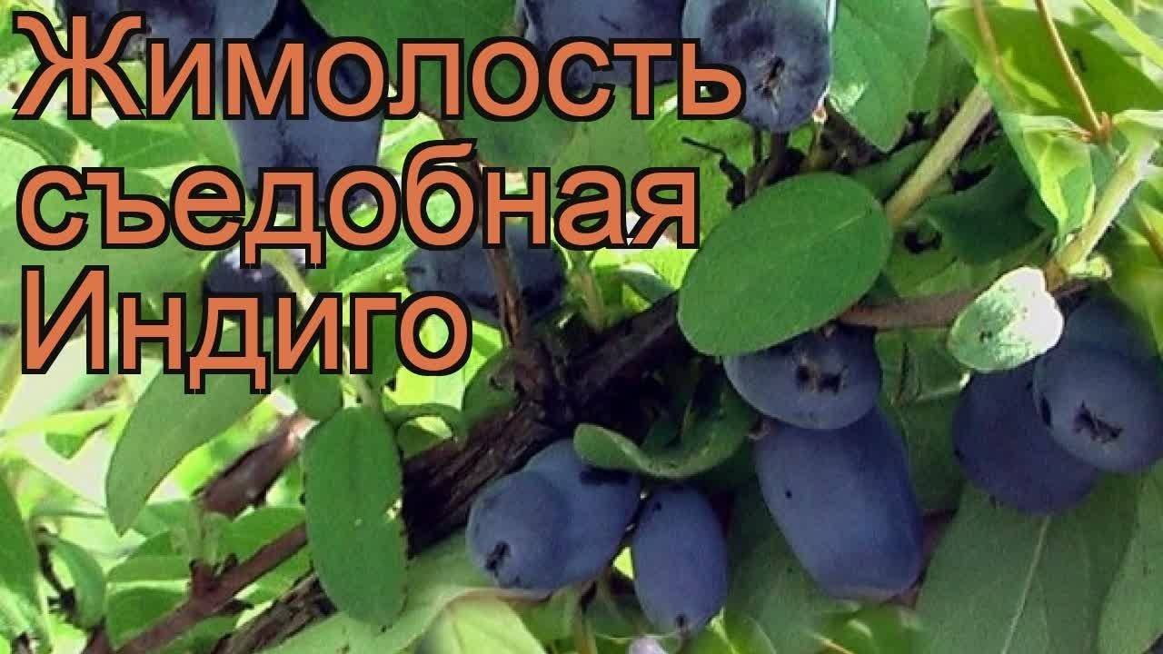 Жимолость югана описание фото