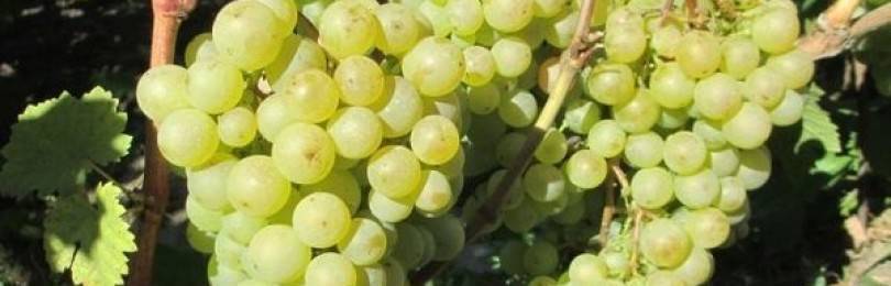 Скороспелый виноград «элегант сверхранний»