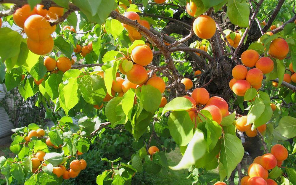 Особенности посадки и ухода за сортом абрикоса амур