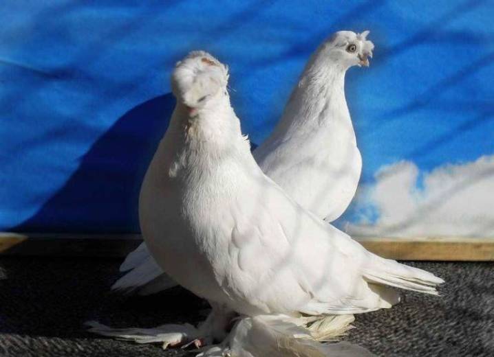 Сайт о голубях  стандарты: узбекские двухчубые «выставочные» короткоклювые голуби | сайт о голубях