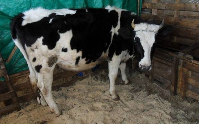 Как быстро определить и вылечить кетоз у коров?