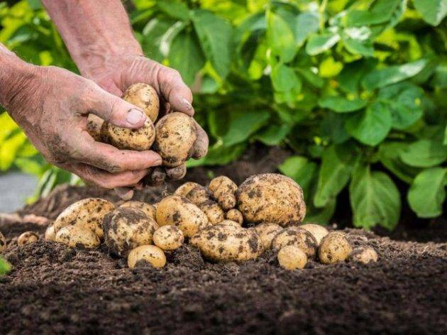 Как правильно выращивать картофель: инструкции, варианты посадки и их результативность