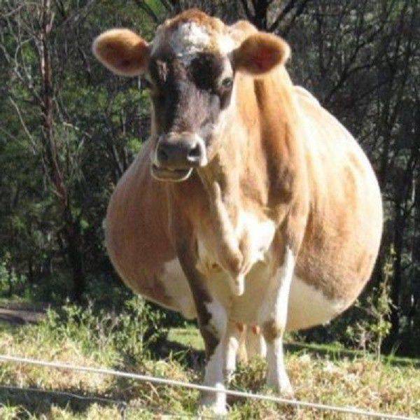 Корова не может встать на задние ноги