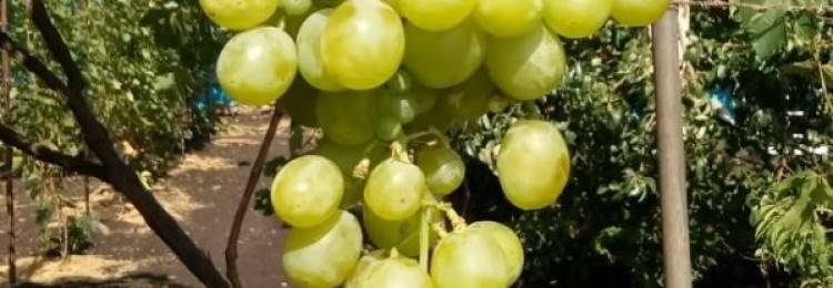 Сорт винограда фрумоаса албэ