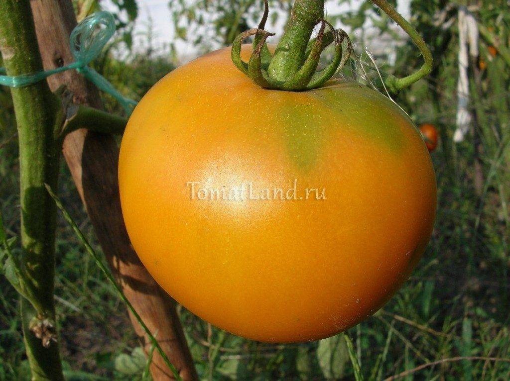 Томат Апельсин: отзывы, фото, урожайность