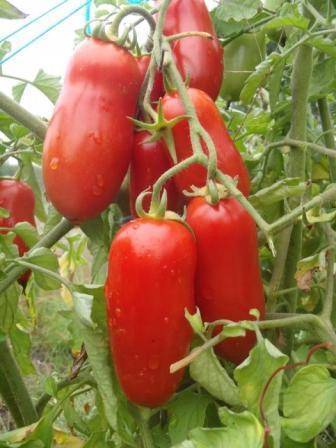 Помидоры петруша-огородник. описание томата с сибирским характером
