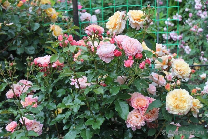О розе мари кюри (marie curie): описание и характеристики, выращивание