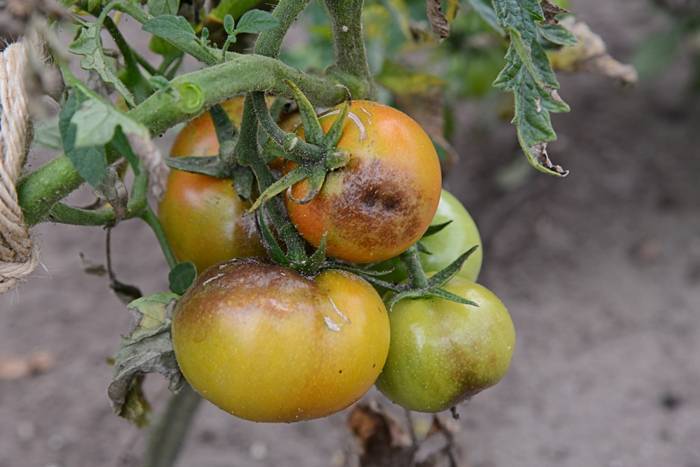 Как бороться с фитофторой на помидорах в теплице – чем и как обработать кусты