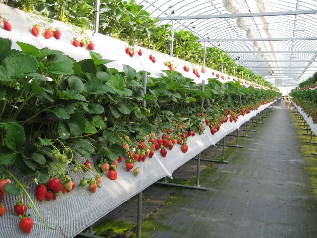 Выращивание клубники по голландской технологии