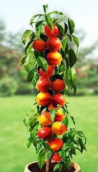 Персик колоновидный медовый — описание сорта и отзывы садоводов