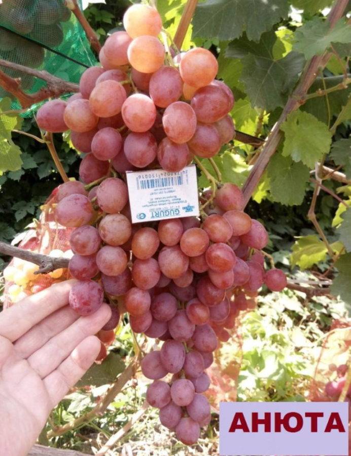 Описание и особенности сорта винограда долгожданный