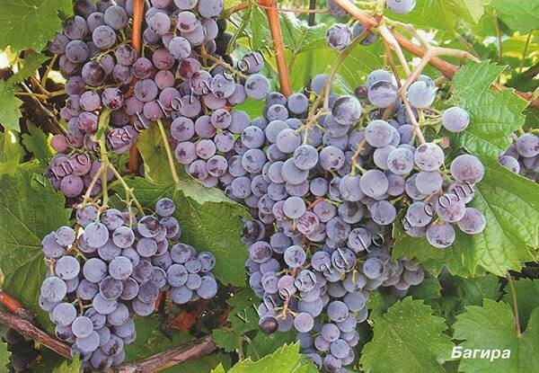 Подробное описание амурского винограда: виды, характеристики, фото и отзывы