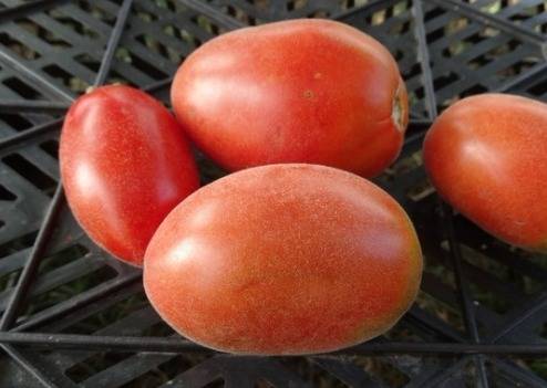 Сорт томата мохнатый шмель: описание, фото, посадка и уход
