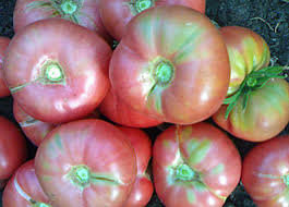 Поговорим про томат сорта «микадо розовый»